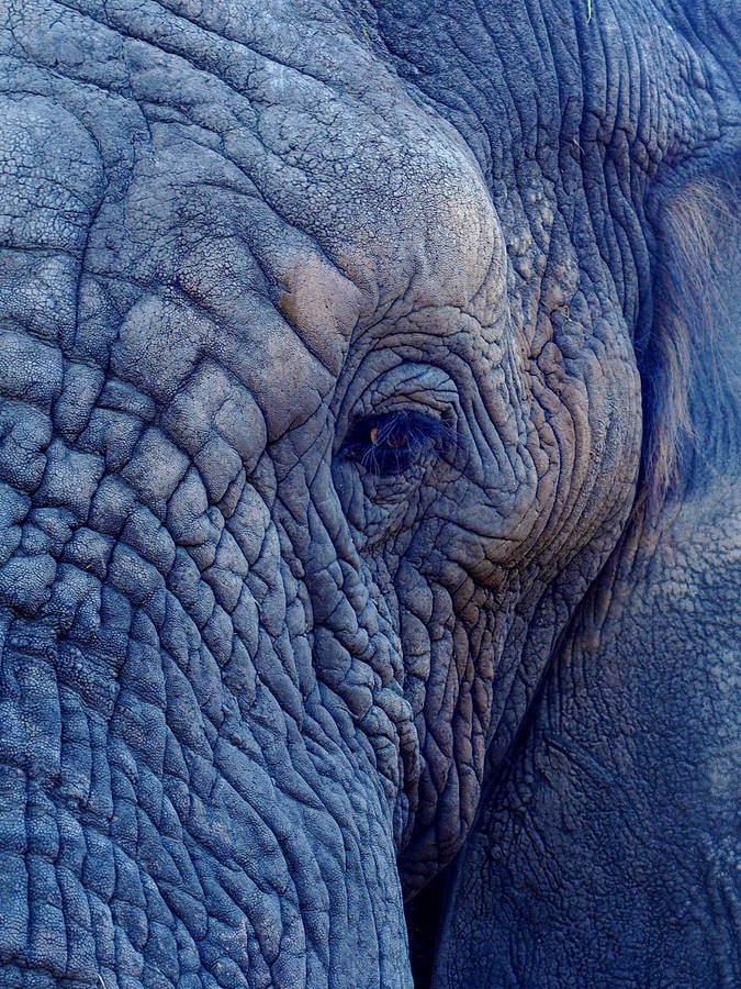 Elephant Dark Blue Wallpaper