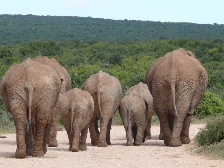 Elephant Herd Butts Wallpaper