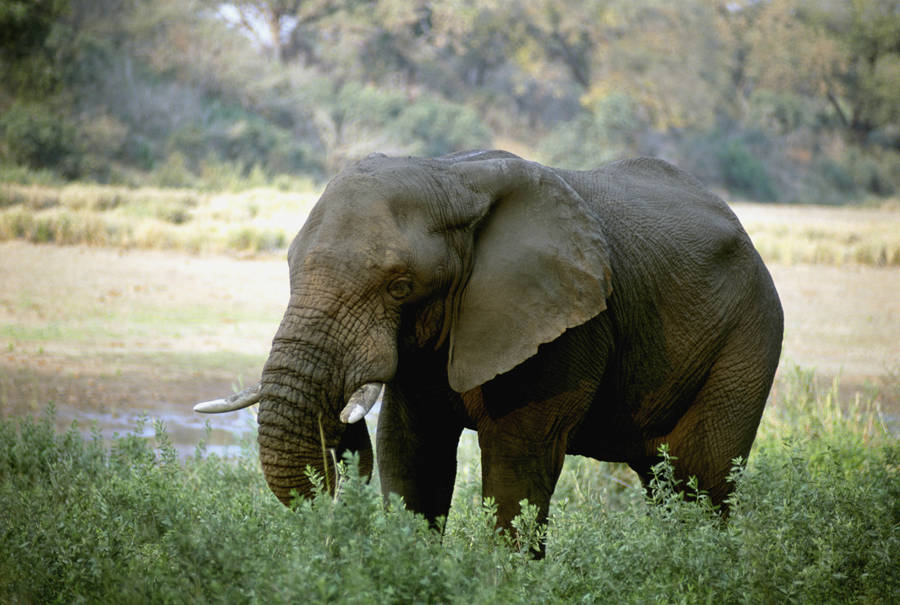 Elephant In African Wilderness Wallpaper