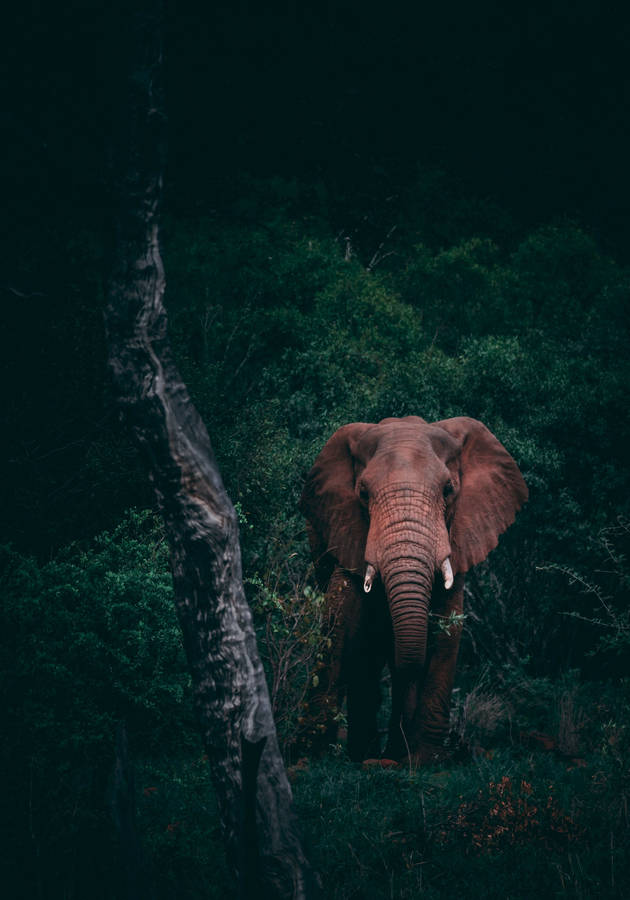 Elephant In Dark Forest Wallpaper