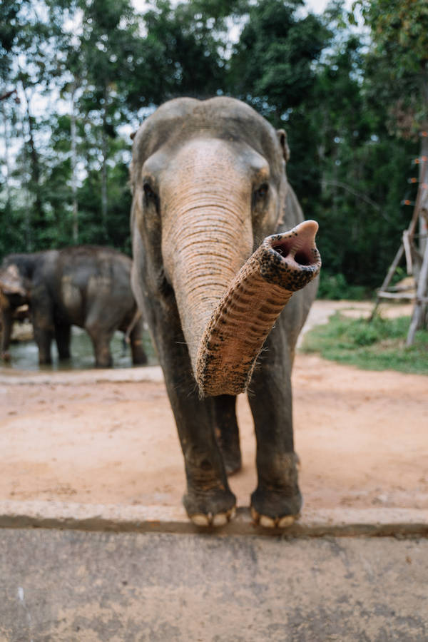 Elephant's Trunk Iphone Wallpaper