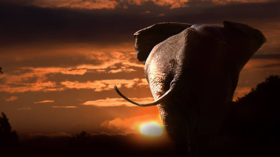 Elephant Sunset Butts Wallpaper