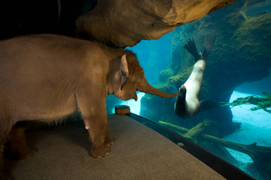 Elephant Visits Sea Lion In Aquarium Wallpaper