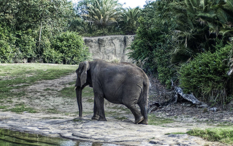 Elephant Walking In Habitat Wallpaper