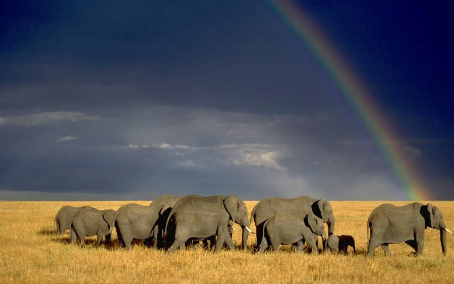 Elephants In Kenya Africa Sward Wallpaper