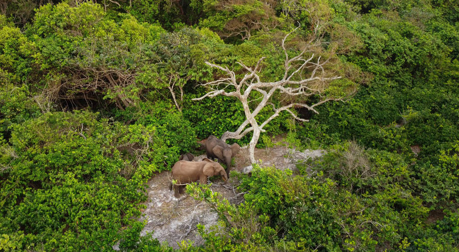 Elephants Of Gabon Wallpaper