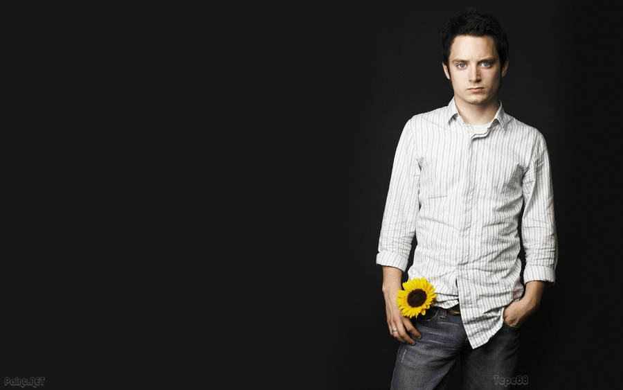 Elijah Wood With A Sunflower Wallpaper