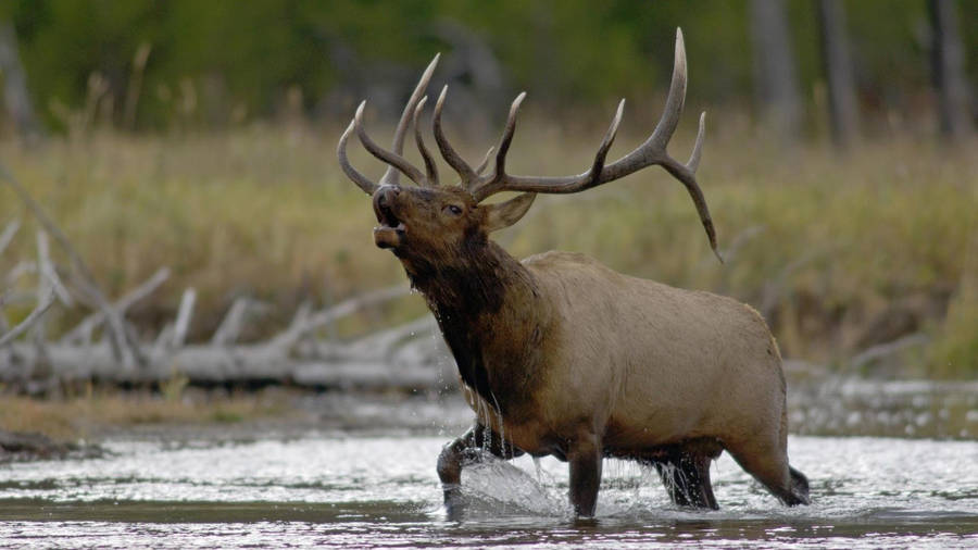 Elk Crossing River Wallpaper