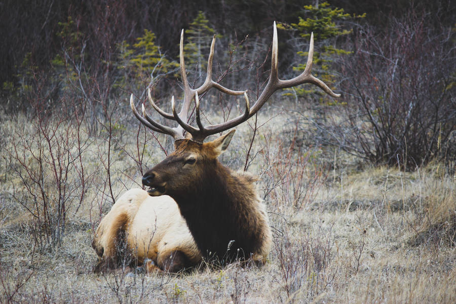 Elk Deer In Dry Field Wallpaper