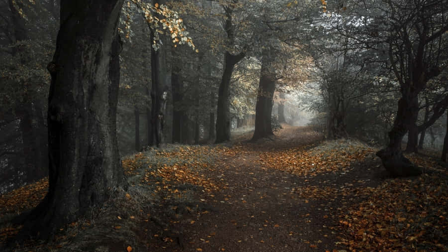 Embrace The Peacefulness Of Fall With This Charming Autumn Aesthetic Desktop. Wallpaper