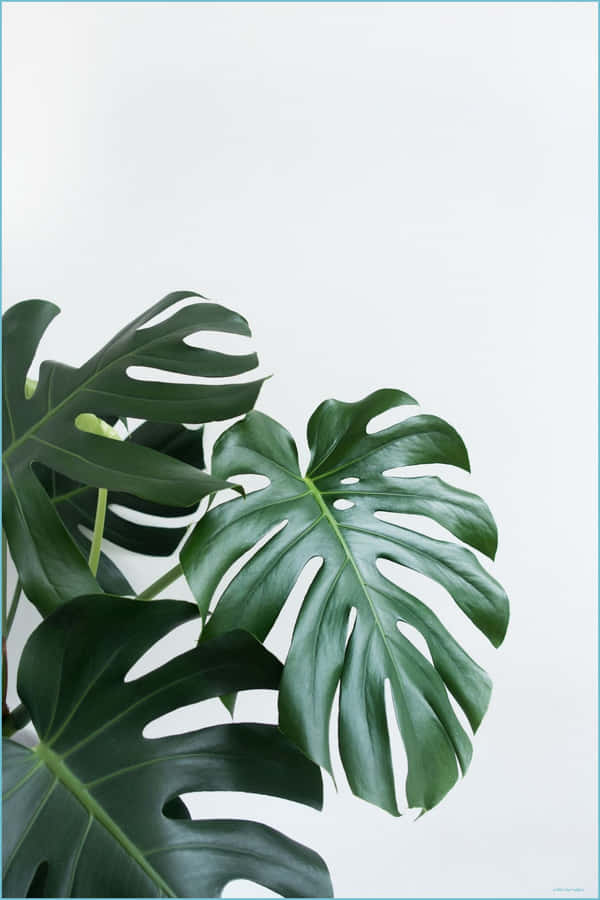 Embrace The Serenity Of Nature With The Green Plant Aesthetic Wallpaper