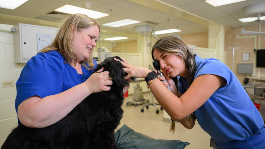 Empathetic Veterinarian Treating A Domestic Dog Wallpaper