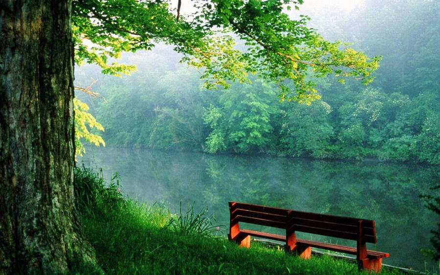 Empty Bench In Quiet Forest Wallpaper