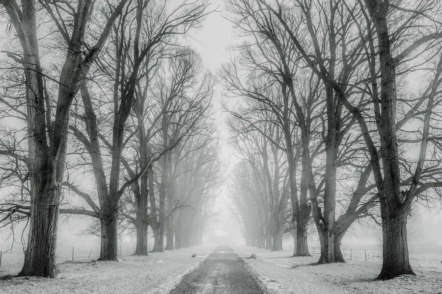 Empty Road With Snow Trees Wallpaper