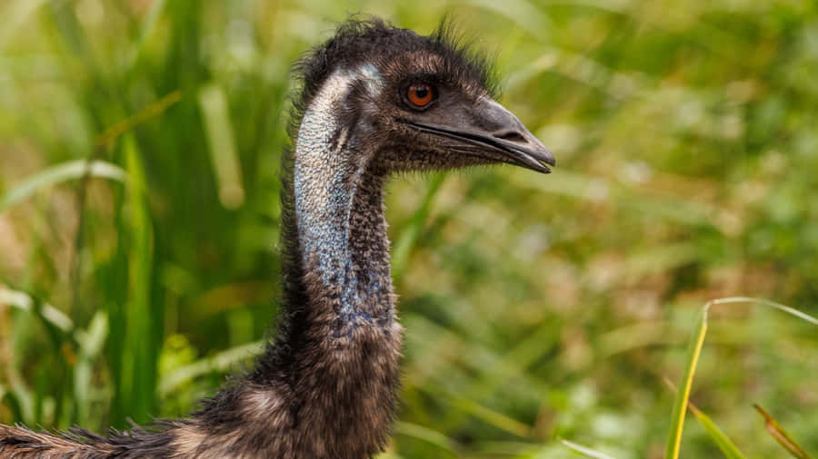 Emu Profilein Natural Habitat.jpg Wallpaper