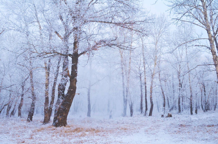 Enchanted_ Winter_ Forest_ Fog Wallpaper