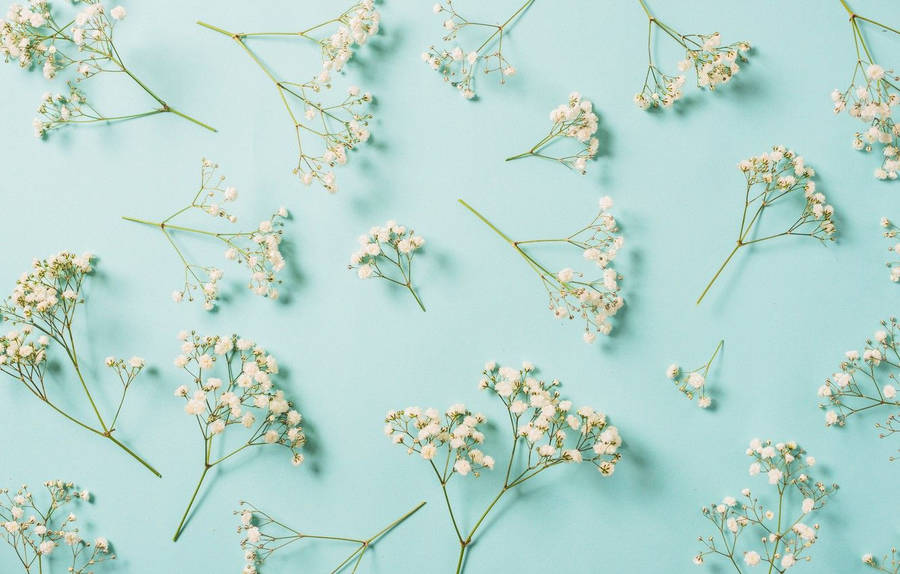 Enchanting Beauty Of Gypsophila White Flower Wallpaper