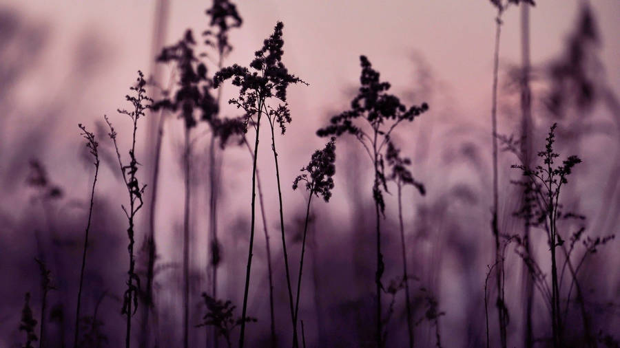 Enchanting Darkness: A Unique Aesthetic Of Tiny Black Flowers Wallpaper