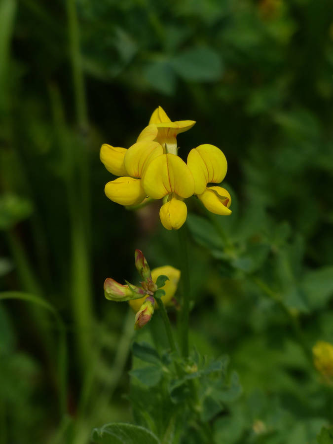 Enchanting Fenugreek Flower In Full Bloom Wallpaper