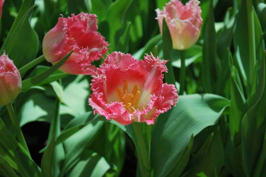 Enchanting Fields Of Pink Blooms Wallpaper