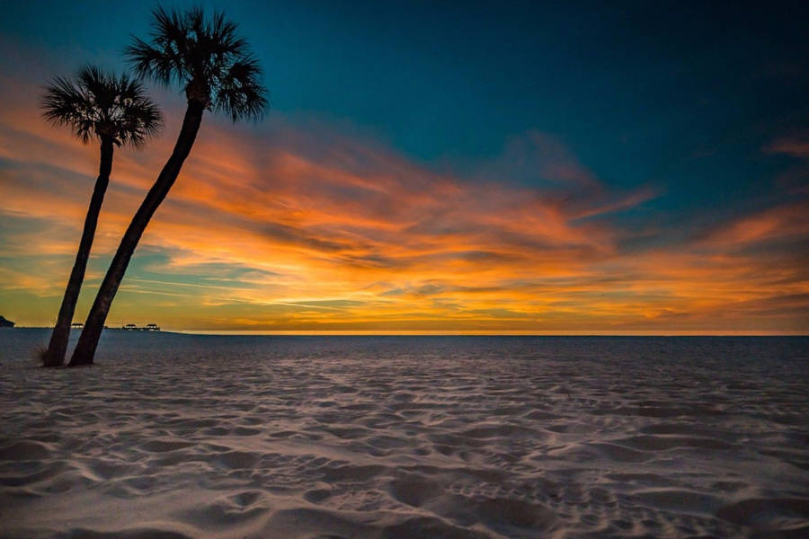 Enchanting Florida Beach With Palm Trees Wallpaper