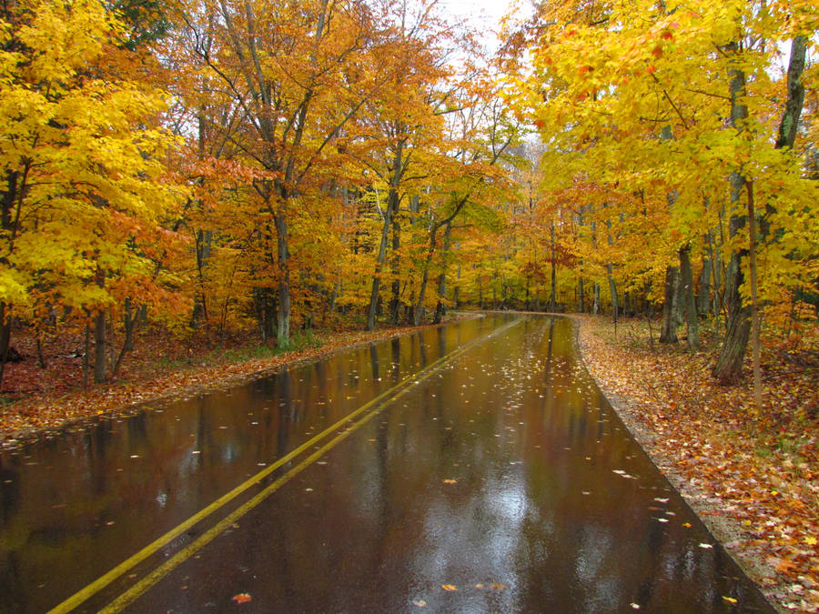 Enchanting Forest In The Heart Of Milwaukee Wallpaper