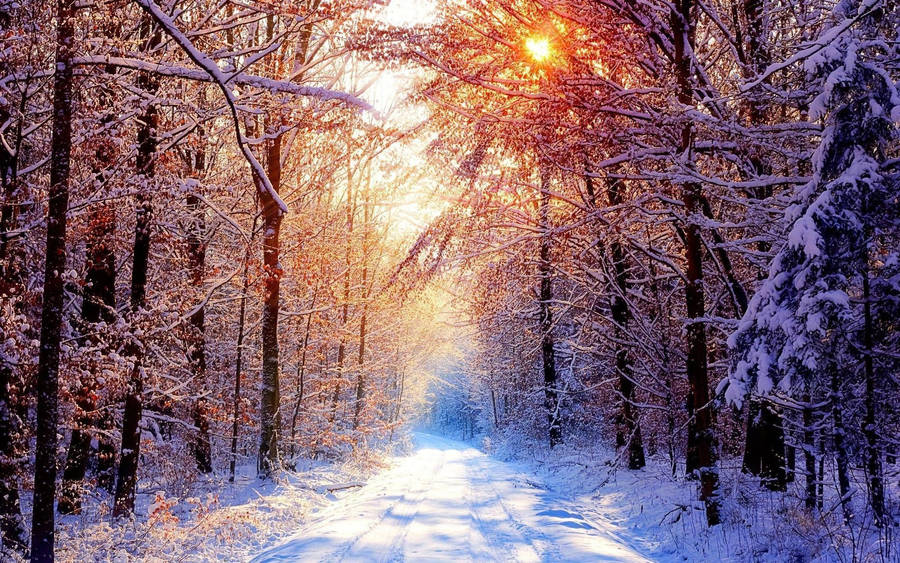 Enchanting Forest Winter Scenery Wallpaper