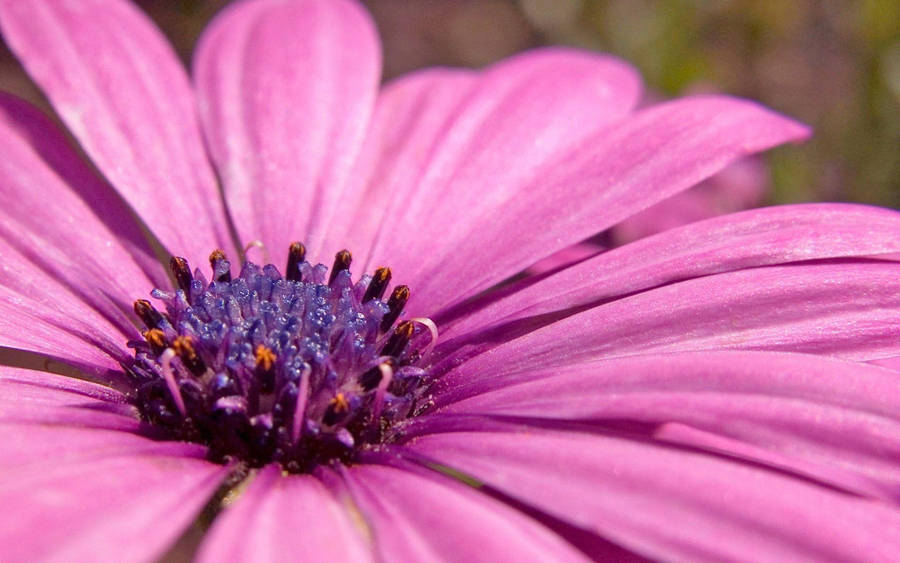 Enchanting Pink-purple Floral Bloom Wallpaper