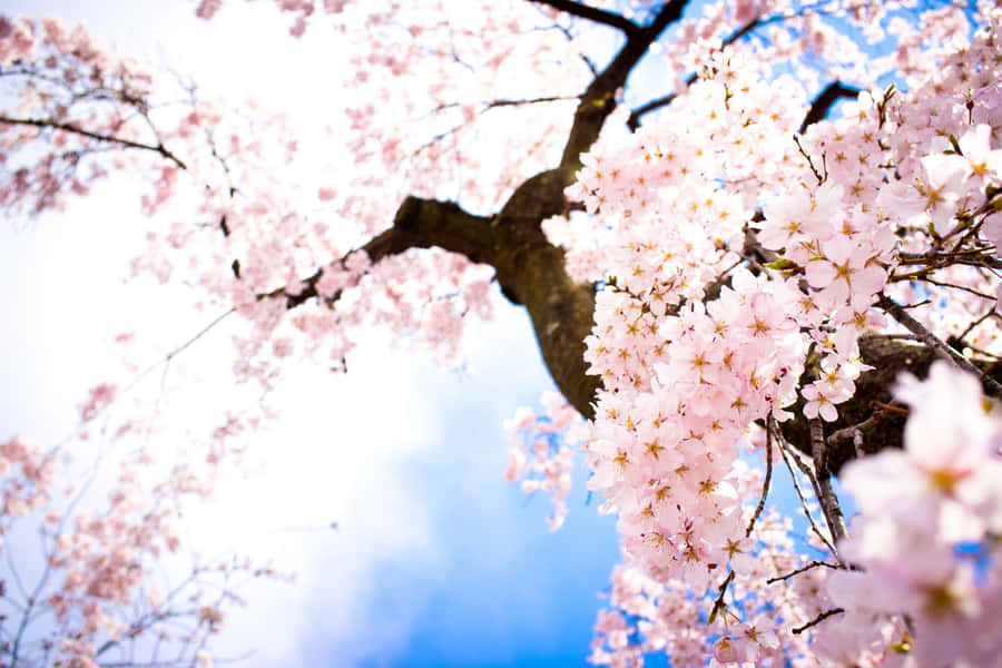 Enchanting View Of A Blooming Cherry Blossom Tree Wallpaper