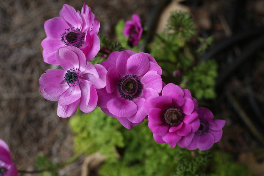 Enchanting View Of Lush Purple Anemone Flowers Wallpaper