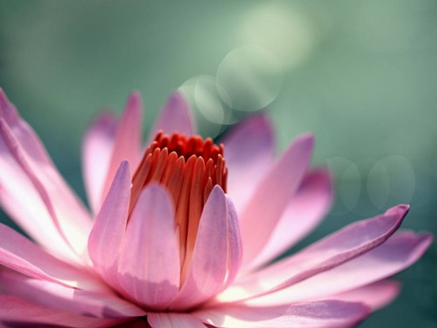 Enchanting Water Lily Blooming In A Serene Pond Wallpaper