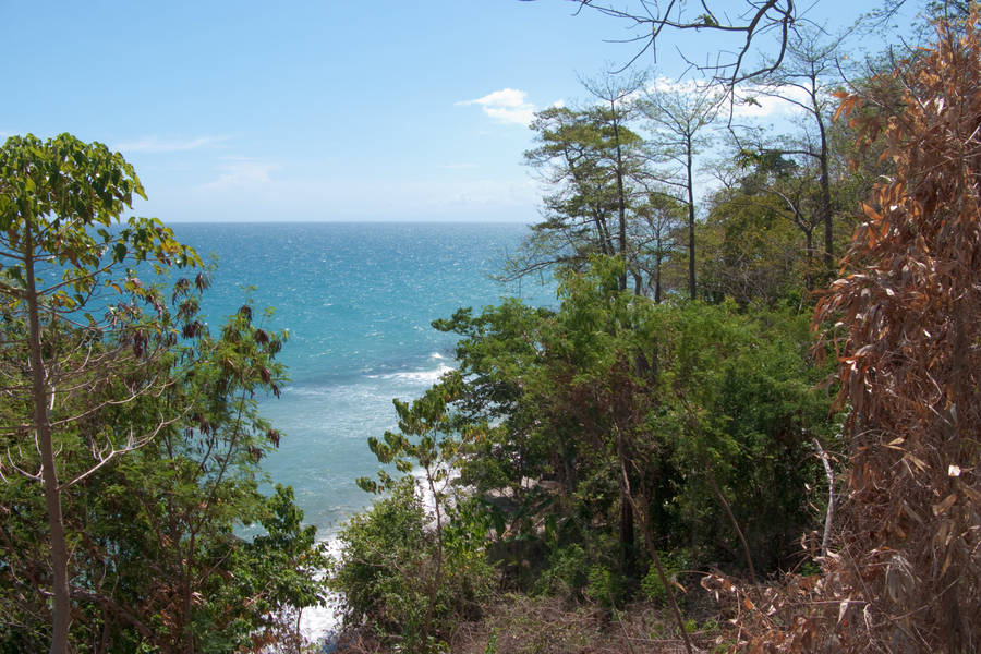 Endemic Forest With Ocean View Wallpaper