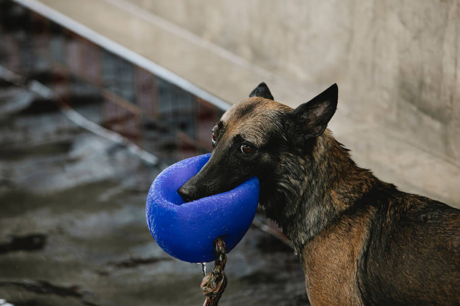 Energetic German Shepherd Dog Playing With His Buoy Toy. Wallpaper