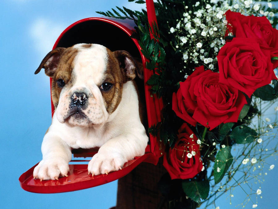 English Bulldog And Rose Wallpaper