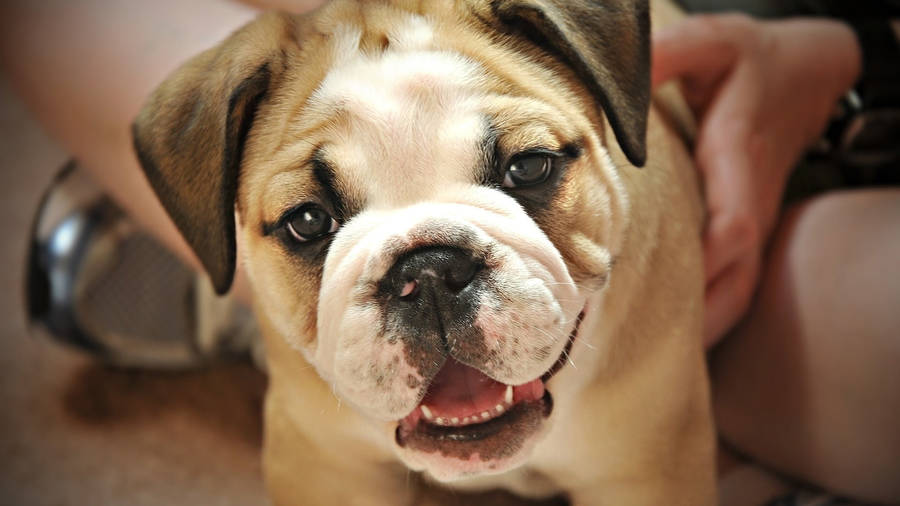 English Bulldog Looking Up Wallpaper