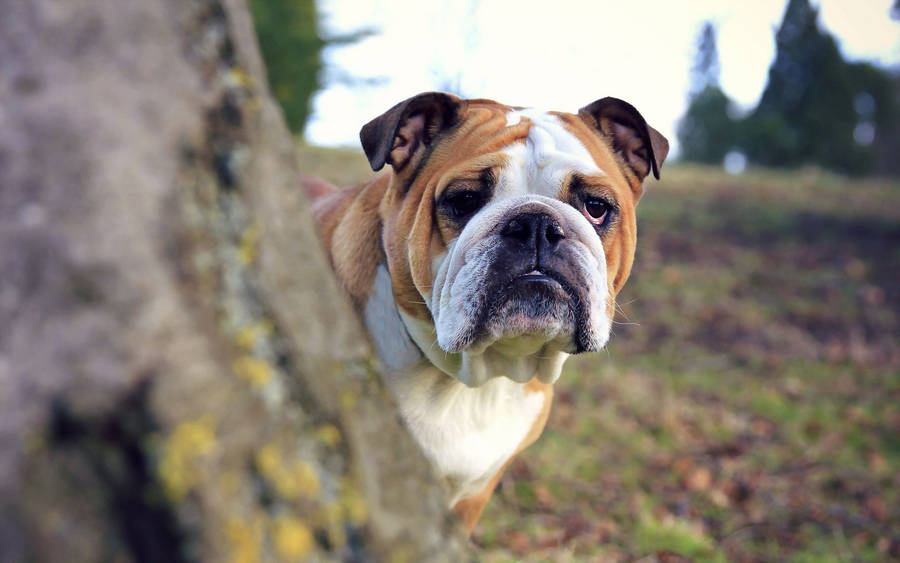 English Bulldog Outdoor Wallpaper