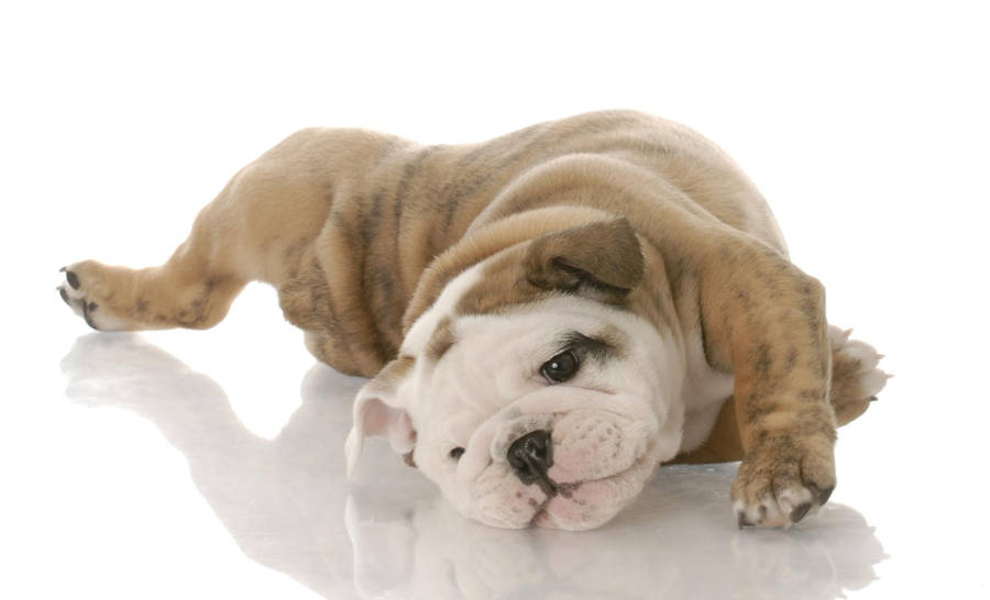 English Bulldog White Background Wallpaper