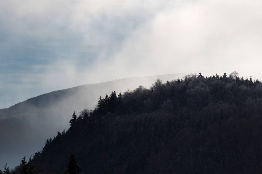 Enigmatic Beauty Of A Foggy Forest Wallpaper