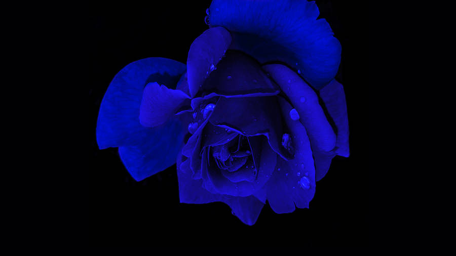 Enigmatic Blue Rose On A 4k Black Screen Background Wallpaper