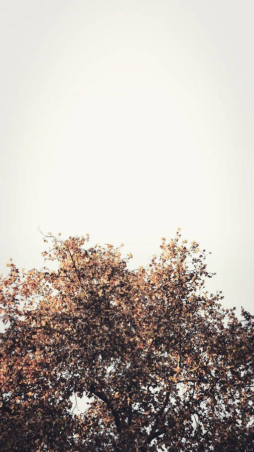 Enigmatic Solitude - A Single Tree Against The Ethereal White Sky, Encapsulating The Melancholic Beauty Of Fall. Wallpaper