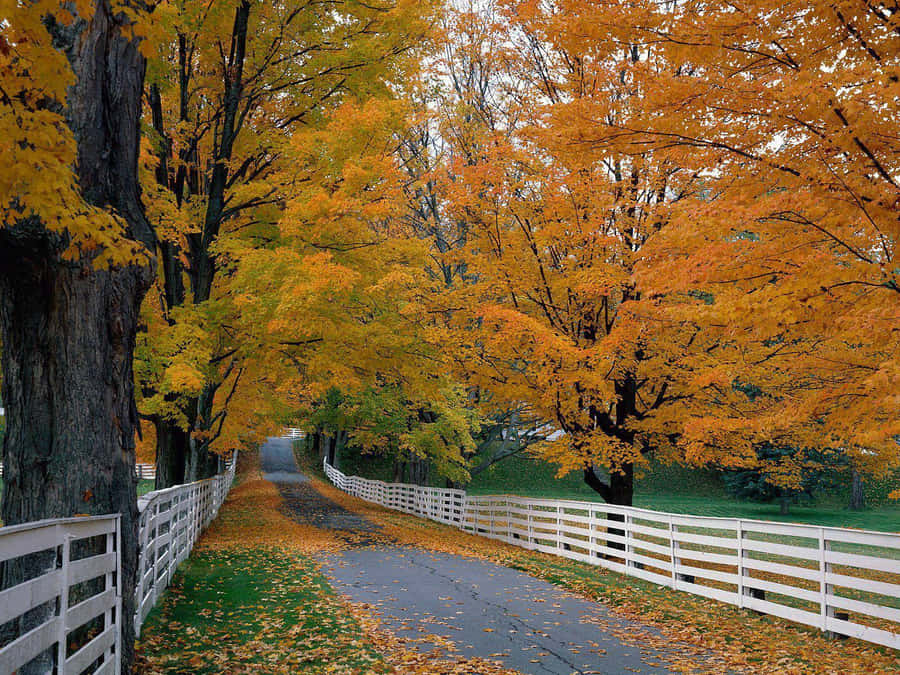 Enjoy A Beautiful Nature View Of A Meadow Near A River With A Bridge. Wallpaper