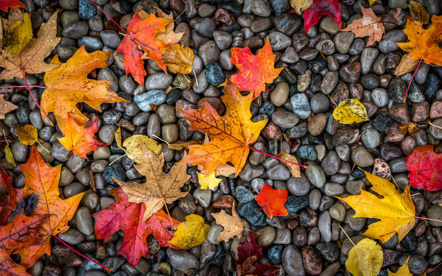 Enjoy A Crisp Afternoon Viewing The Gorgeous Red And Orange Hues Of Autumn Foliage Wallpaper