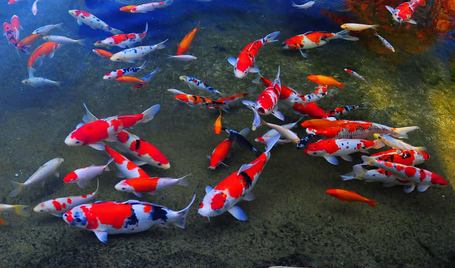 Enjoy Nature's Splendor With Live Fish Wallpaper