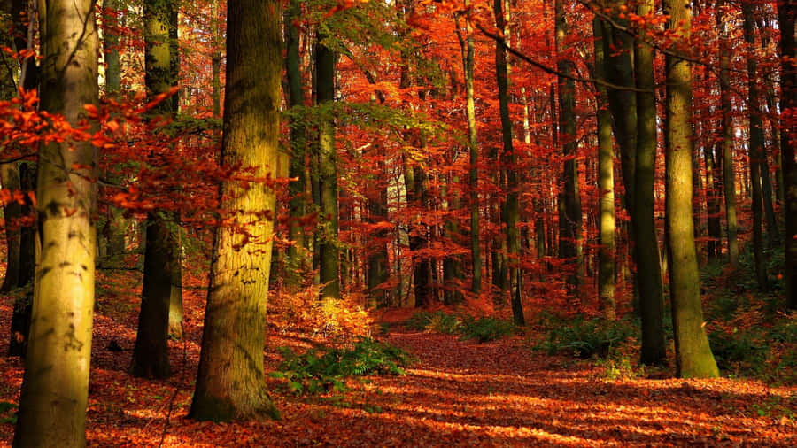 Enjoy The Amazing Colors Of Fall! Wallpaper