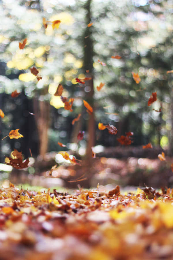 Enjoy The Autumns Colors And Beauty. Wallpaper