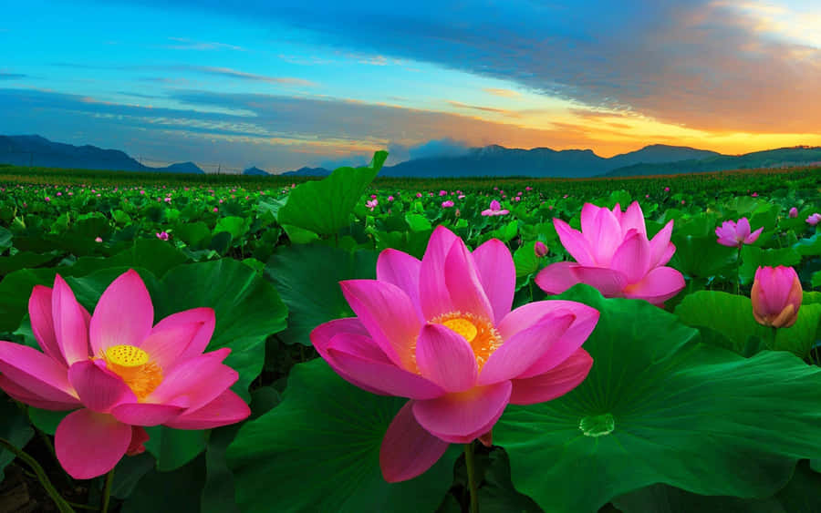 Enjoy The Beauty Of Blooming Pink Flowers With The Pink Flower Phone Wallpaper