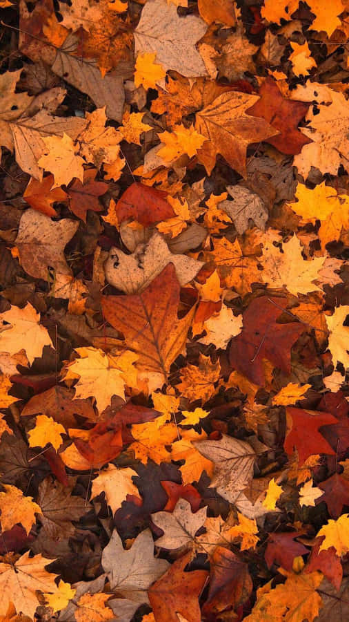 Enjoy The Beauty Of Fall Wallpaper