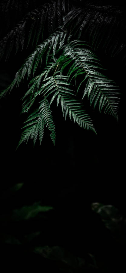 Enjoy The Beauty Of Nature With A Plant Iphone Wallpaper