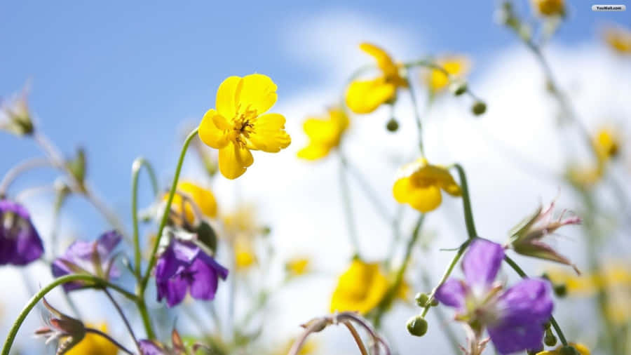 Enjoy The Beauty Of Nature With A Spring Flowers Desktop Wallpaper