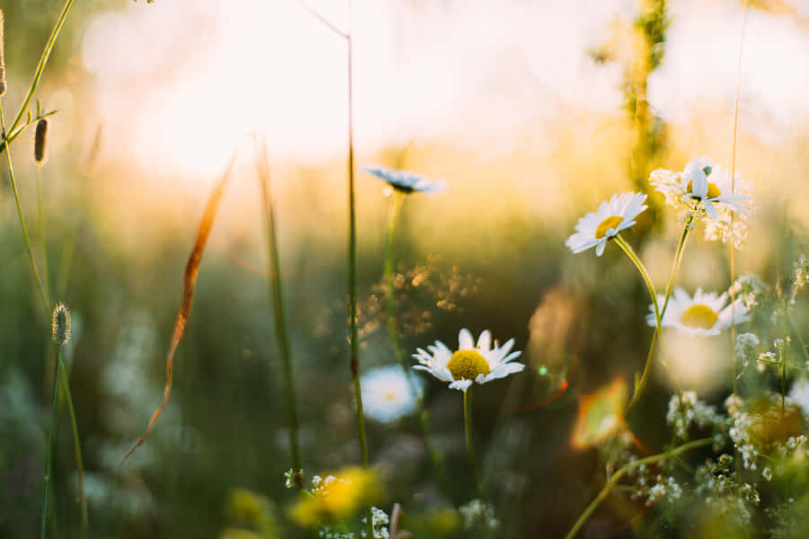 Enjoy The Beauty Of Spring In Your Devices With This Spring Aesthetic Desktop Wallpaper Wallpaper